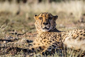 Cheetah gespot!  van Sander RB