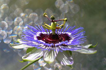 Passionsblume von Bernhard Kaiser