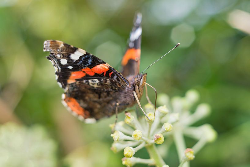 The Red Admiral by Yorrit v.d.Kaa