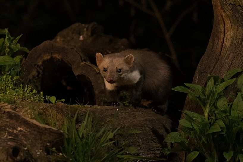 Marten par Merijn Loch