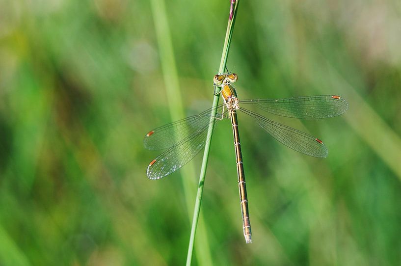 Demoiselle pastenague sur un roseau par Ivonne Fuhren- van de Kerkhof