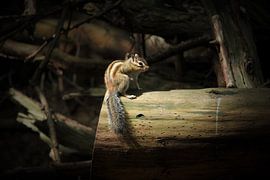Squirrel in Walking Forest by Yvonne van Summeren