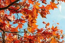 Esdoorn in herfstkleuren 6910082149 fotograaf Fred Roest van Fred Roest