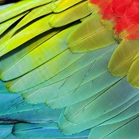 Détail coloré d'une aile d'ara rouge et vert. sur AGAMI Photo Agency