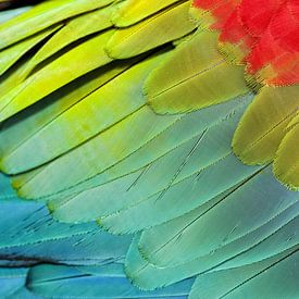  Colourful detail of a Red-and-green Macaw wing by AGAMI Photo Agency