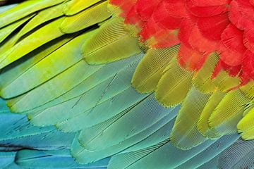 Détail coloré d'une aile d'ara rouge et vert. sur AGAMI Photo Agency