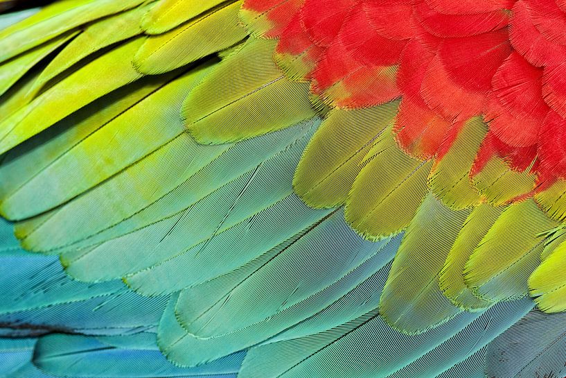  Colourful detail of a Red-and-green Macaw wing by AGAMI Photo Agency