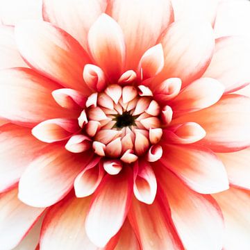 Liefde voor dahlia's 1 van Cindy Mulder