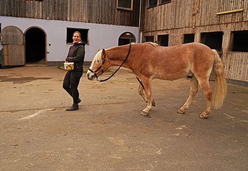 Fotoshoot met lichtbruine Haflinger met beige manen