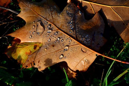 Brown autumn leaf decorated with drops