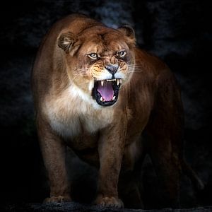 Lion Portrait, Santiago Pascual Buye von 1x