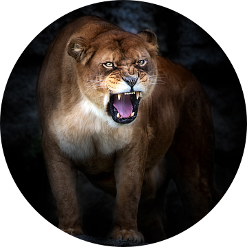 Lion portrait, Santiago Pascual Buye van 1x