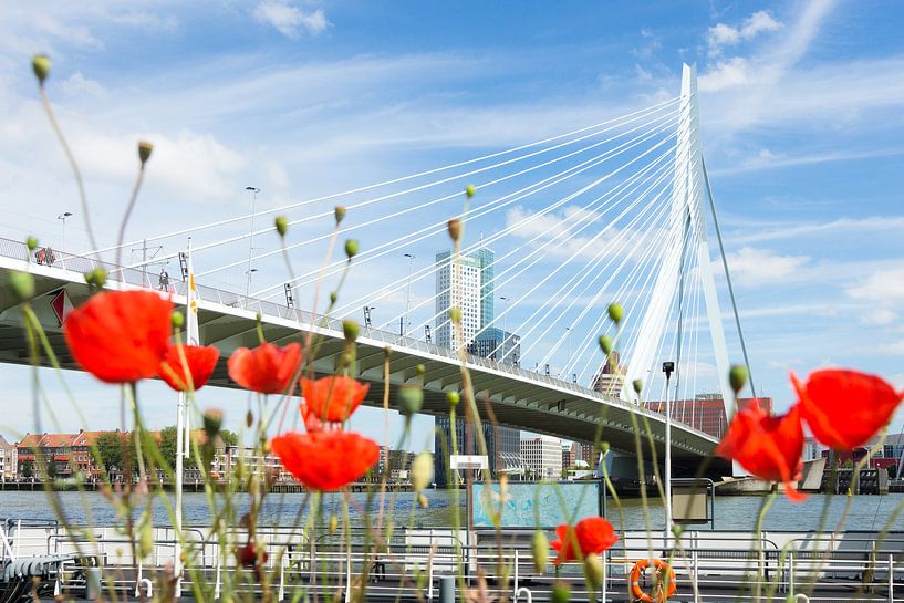 Klaprozen bij de Erasmusbrug in Rotterdam von Michel van Kooten