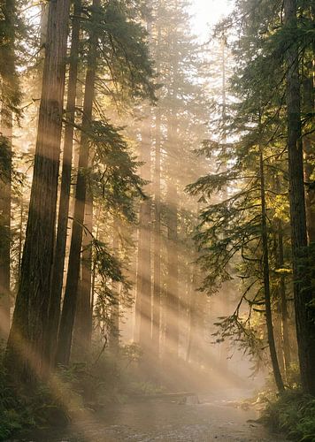 Lumière de la forêt dorée — Affiche murale « Misty Woodland »