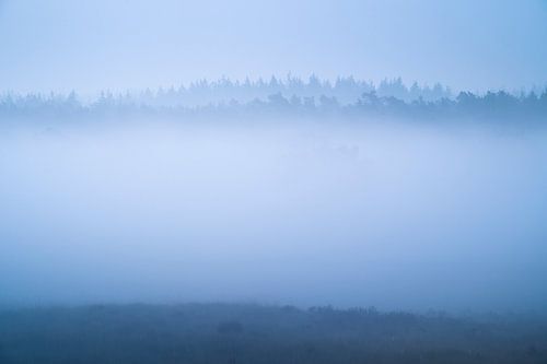 Dense fog on the Veluwe by Rick Kloekke