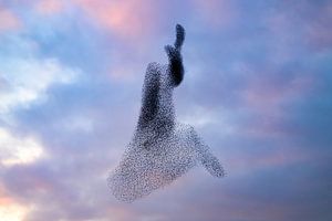 Starling murmuration during sunset at the end of the day