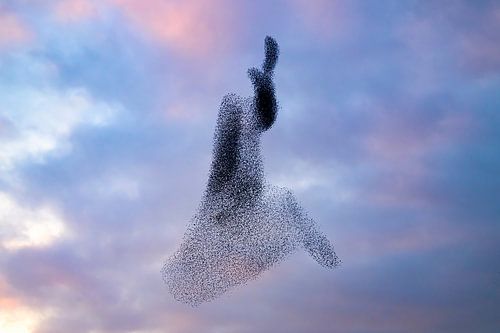 Spreeuwenwolk tijdens zonsondergang aan het eind van de dag