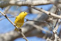 Aruban Yellow Warbler