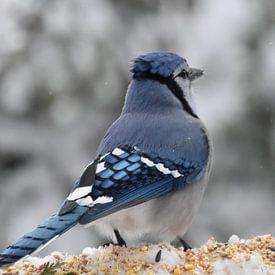 A blue jay in winter by Claude Laprise