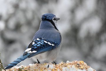 A blue jay in winter by Claude Laprise