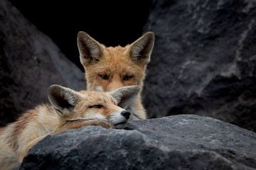 Twee jonge vosjes tussen de basaltblokken van Ria van den Broeke
