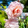 Rose haute tige "Château d'Eutin", Orangerie Putbus sur GH Foto & Artdesign