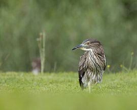 Coin-coin sur la garde sur Patrick van Bakkum