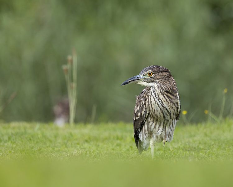 Quacksalber auf der Wache von Patrick van Bakkum