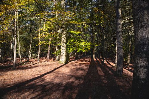 Herfst in het Wandelbos Tilburg