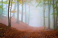 Bospad in de mist van Martin Wasilewski thumbnail