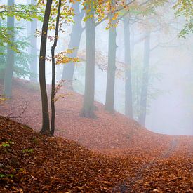 Forest path in fog by Martin Wasilewski