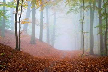 Forest path in fog