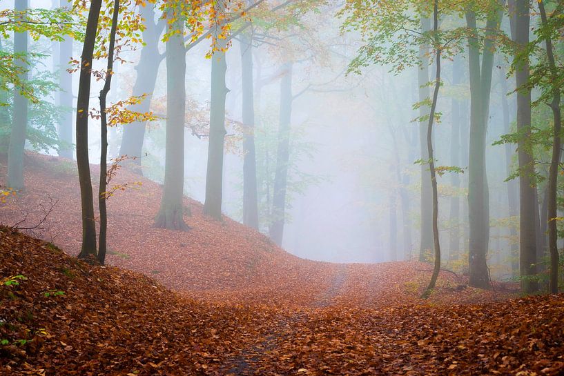 Bospad in de mist van Martin Wasilewski
