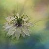 Foto van een witte Nigella bloem, zacht, dromerig en poëtisch van Joriali Fine Art