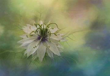 Foto van een witte Nigella bloem, zacht, dromerig en poëtisch van Joriali fotografie en schilderijen