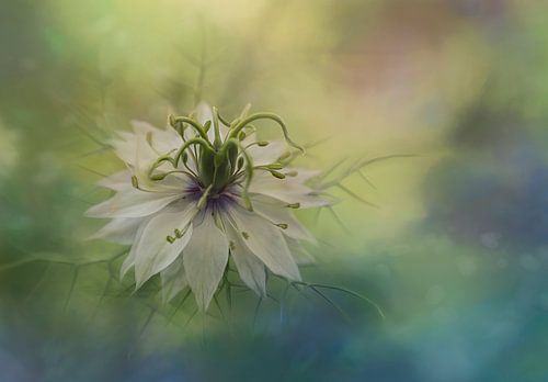 Foto van een witte Nigella bloem, zacht, dromerig en poëtisch
