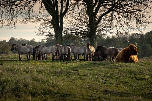 Siesta in de late middagzon