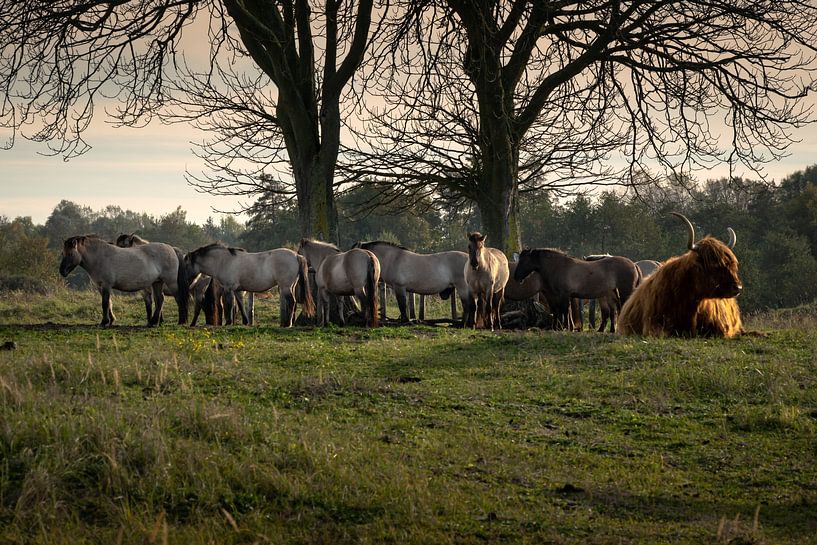 Siesta in the late afternoon sun by Carla van Zomeren