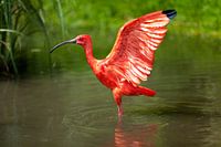 Rode Ibis strekt zijn vleugels uit terwijl hij in het water staat