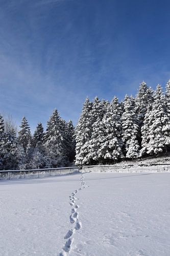 Voetafdrukken in de sneeuw