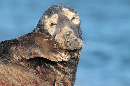 Grijze zeehond (Halichoerus grypus) Stier, Helgoland Duitsland