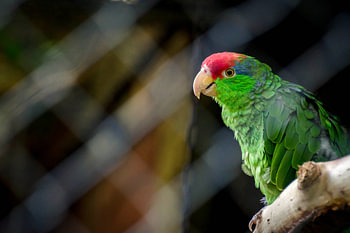 Vogel