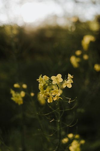 Yellow Rapeseed Flower, Close up, Nature, Flevoland, Flowers, Photography, Still life