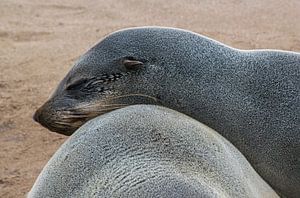 Mach es dir, zwei Robben, Cape Cross