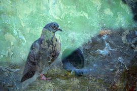 PIGEONS 2 sur Miroslav Ptacek