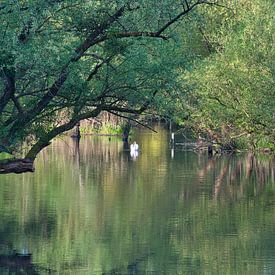 Rijnweiden in Ortenau van Tanja Voigt