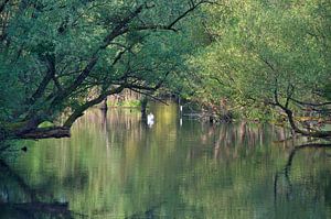 Rheinauen in der Ortenau
