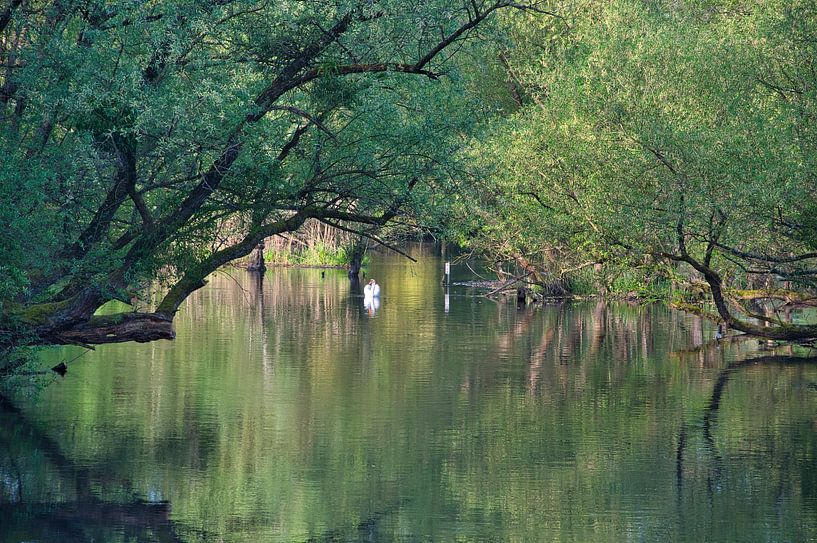 Les plaines alluviales du Rhin dans l'Ortenau par Tanja Voigt