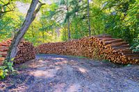 stapel hout, het bos is weg, stammen zijn nog zichtbaar.