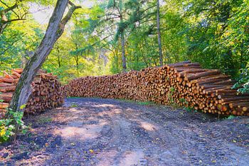 pile of wood, the forest is gone, logs are still visible.